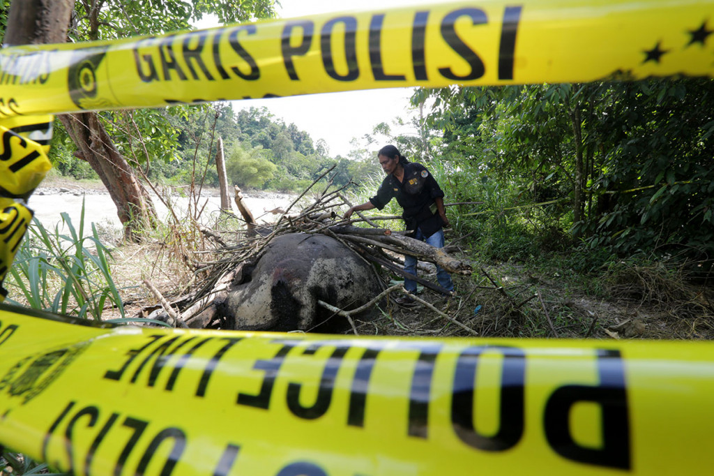 Gajah jantan yang diperkirakan berumur 40 tahun itu diduga mati sekira 15 hari lalu, karena tubuhnya yang terluka sudah membusuk saat ditemukan pada Kamis malam di area berjarak sekitar tiga kilometer dari pemukiman penduduk.