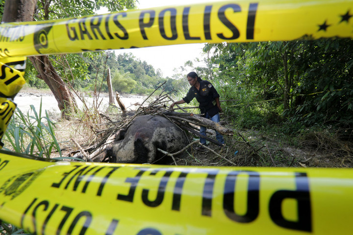 Gajah jantan yang diperkirakan berumur 40 tahun itu diduga mati sekira 15 hari lalu, karena tubuhnya yang terluka sudah membusuk saat ditemukan pada Kamis malam di area berjarak sekitar tiga kilometer dari pemukiman penduduk.