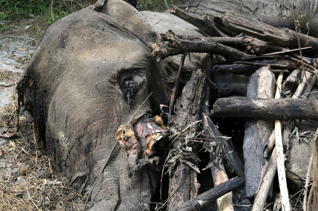Balai Konservasi Sumber Daya Alam (BKSDA) Aceh menyatakan gajah jantan liar yang ditemukan mati di Desa Pantee Peusangan, Kecamatan Juli, Kabupaten Bireuen, diduga karena infeksi. 