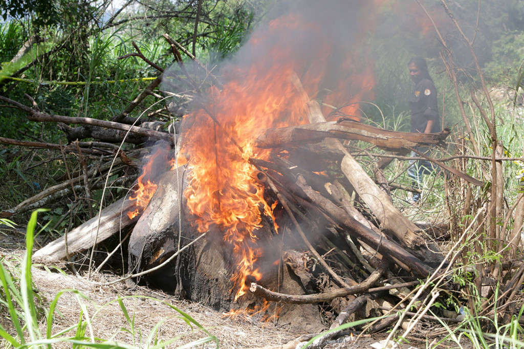 Petugas Conservation Response Unit (CRU) Peusangan, Bener Meriah membakar bangkai gajah sumatra (Elephas maximus sumatranus) yang ditemukan mati di pinggiran Sungai Peusangan antara perbatasan Kabupaten Bener Meriah dan Kabupaten Bireuen.