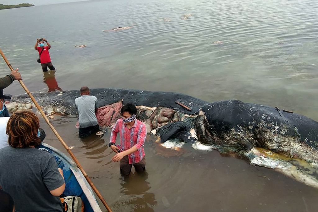 Seekor paus sperma berwarna hitam ditemukan mati di Pulau Wakatobi, Sulawesi Tenggara, Senin, 19 November 2018. Di dalam perut paus sepanjang 9,6 meter itu ditemukan sampah plastik yang jumlah cukup besar yakni sekitar 5,9 kg. Selama setahun terakhir kasus matisnya hewan langka dan dilindungi berulangkali terjadi di berbagai negara, termasuk Indonesia. Afp Photo/ La Ode M. Saleh Hana