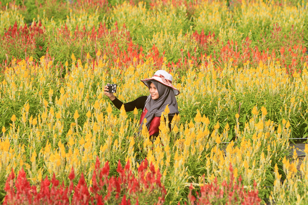 Hanya dengan 10 ribu, para pengunjung dapat berfoto sepuasnya. Celocia Garden dibuka enam hari selama seminggu, kecuali hari Jumat, sejak pukul 08.00 pagi hingga pukul 18.00 sore.