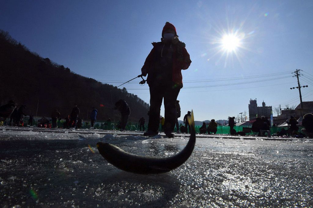 Pada sungai beku di Hwacheon tersebut, panitia telah menyiapkan sekitar 20 ribu lubang dengan cara dibor, dan melepaskan 180 ton ikan trout selama festival berlangsung.