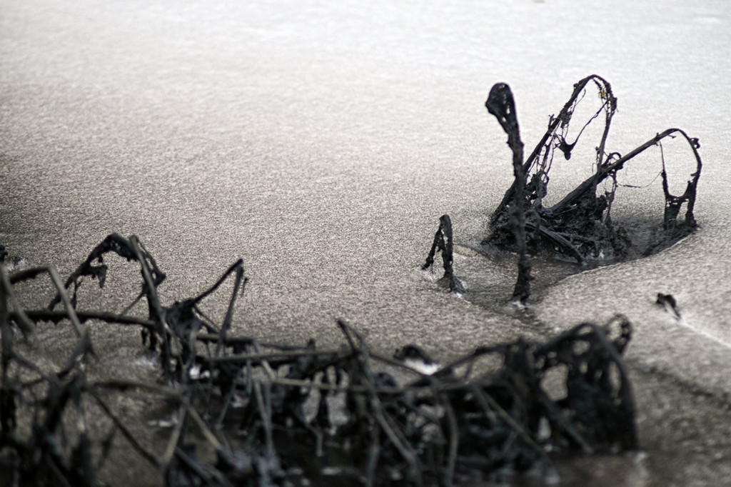 Kepala Loka Riset Pemacuan Stok Ikan di Badan Riset Kelautan dan Perikanan, Didik Wahju Hendro Tjahjo, mengatakan sebanyak 14 jenis ikan asli Sungai Citarum diperkirakan telah punah dalam kurun 40 tahun hingga 2007. Selain oleh perubahan habitat pemijahan dan pembesaran akibat pembendungan sungai, ikan-ikan itu punah karena tak mampu beradaptasi dengan air yang kian tercemar oleh limbah.