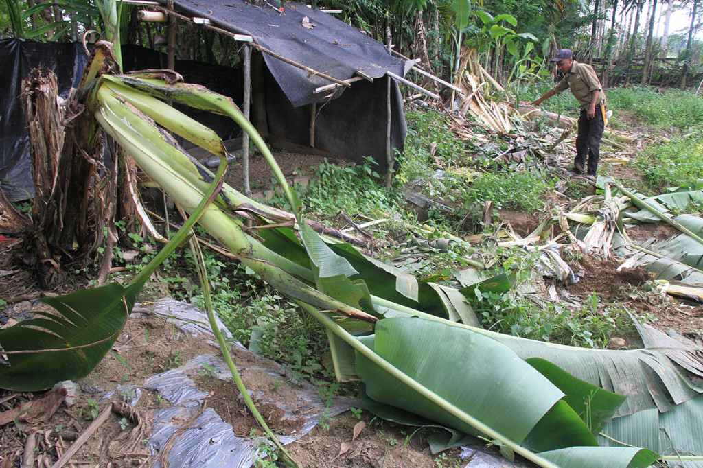 Selain itu puluhan hektare perkebunan warga di desa tersebut juga dirusak kawanan gajah liar. Kejadian tersebut sudah berlangsung sejak satu bulan terakhir.