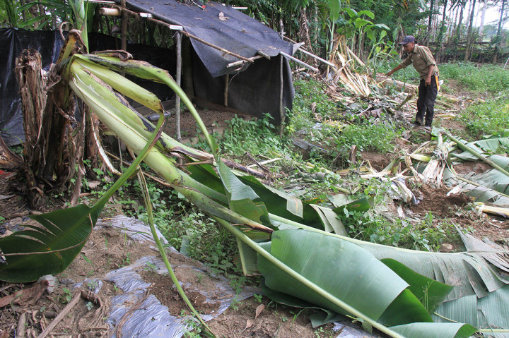 Selain itu puluhan hektare perkebunan warga di desa tersebut juga dirusak kawanan gajah liar. Kejadian tersebut sudah berlangsung sejak satu bulan terakhir.