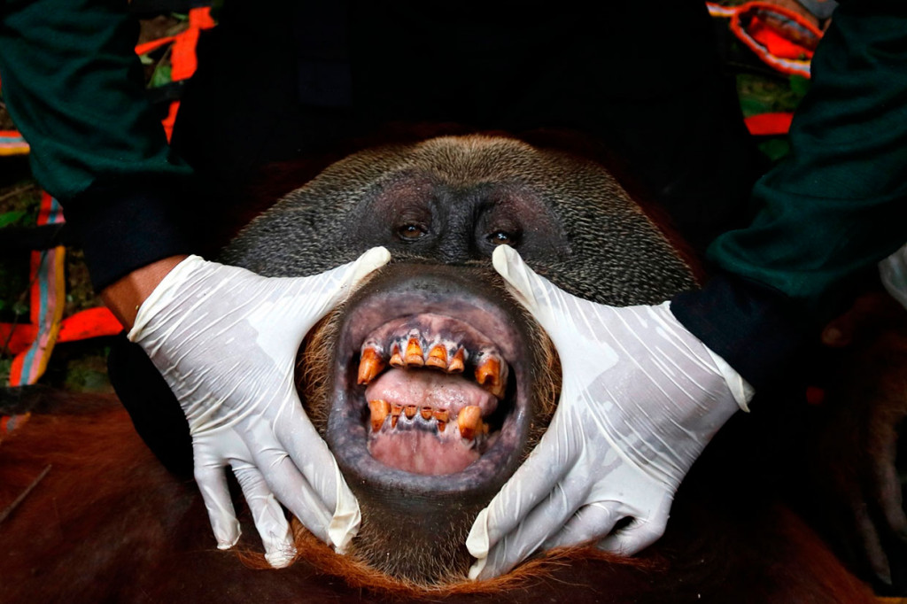 Seekor orang utan sumatara (Pongo abelii) diperiksa kesehatannya oleh dokter hewan dari OIC, Senin, 14 Januari 2019.