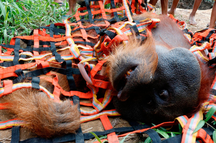 Orang utan tersebut sebelumnya dibius terlebih dahulu saat akan dievakuasi dari perkebunan warga di Desa Titi Pobin, Trumon Timur, Aceh Selatan, Aceh.