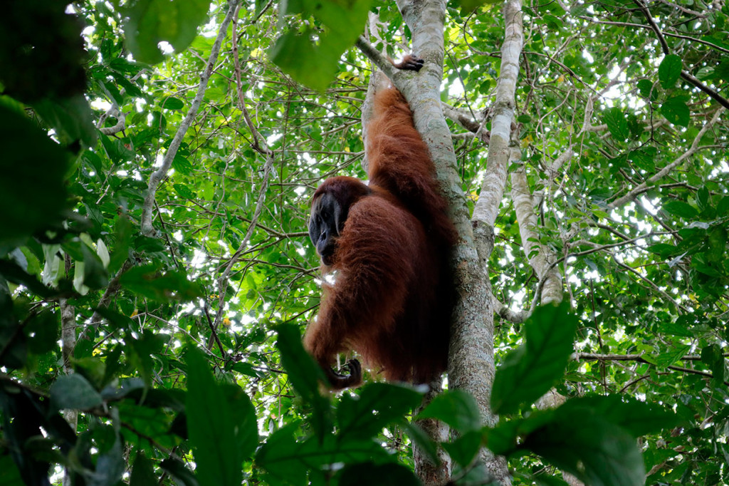 Sebelumnya, orang utan sumatra tersebut terjebak di perkebunan warga dan terpisah dari rombongannya. Orang utan sumatra termasuk hewan paling terancam punah. Habitatnya semakin sempit karena perambahan, pembukaan lahan untuk perkebunan dan permukiman, serta perburuan liar.