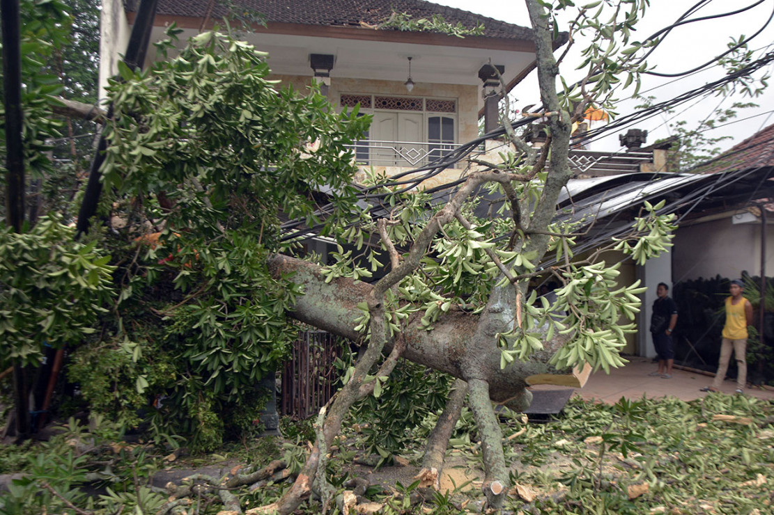 Angin Kencang Landa Bali Pohon Bertumbangan Medcom Id