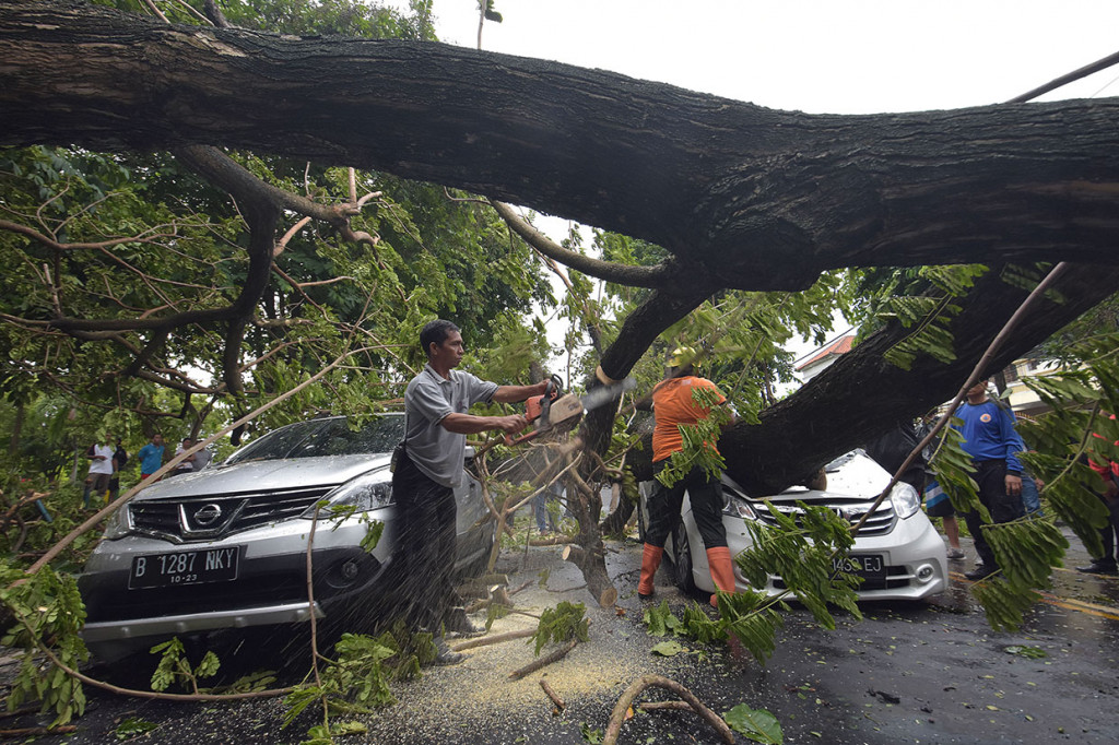 Petugas BPBD menangani pohon tumbang yang menimpa mobil di Denpasar, Bali, Kamis, 24 Januari 2019. Antara Foto/Nyoman Hendra Wibowo