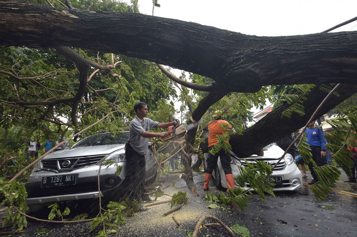 Petugas BPBD menangani pohon tumbang yang menimpa mobil di Denpasar, Bali, Kamis, 24 Januari 2019. Antara Foto/Nyoman Hendra Wibowo