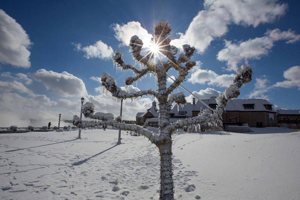 Terlihat batang pohon yang diselimuti es akibat cuaca dingin ekstrem. Afp Photo/Lars Hagberg