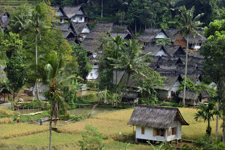 Teriknya sang surya tak menyurutkan semangat warga kampung adat Naga untuk bergegas ke sawah. Berbekal batu, ani-ani, dan alat pemanen padi lainnya, para wanita berbalut kain samping lengkap dengan penutup kepalanya, berduyun-duyun memadati hektaran sawah dengan padi yang telah menguning.