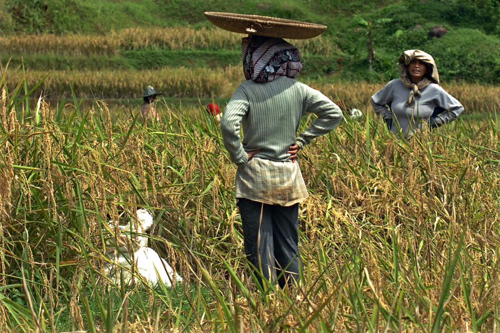 Sebelum panen raya dimulai, ada tradisi yang tak boleh dilewatkan oleh petani Kampung Naga. Para petani tersebut melakukan ritus ngukusan atau pembacaan doa sebelum memanen padi. Pembacaan doa tersebut hanya boleh dipimpin oleh petani laki-laki. Sementara para perempuan menunggu di samping sawah, mengikuti proses pembacaan doa oleh perwakilan warga yang dituakan.
