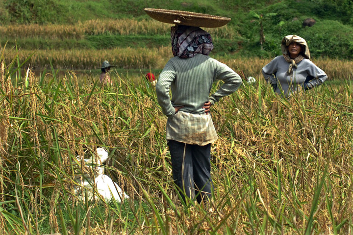 Sebelum panen raya dimulai, ada tradisi yang tak boleh dilewatkan oleh petani Kampung Naga. Para petani tersebut melakukan ritus ngukusan atau pembacaan doa sebelum memanen padi. Pembacaan doa tersebut hanya boleh dipimpin oleh petani laki-laki. Sementara para perempuan menunggu di samping sawah, mengikuti proses pembacaan doa oleh perwakilan warga yang dituakan.