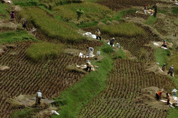 Sebelum melakukan upacara pembukaan, para petani terlebih dahulu meletakkan empat dedaunan di beberapa titik sawah yang siap panen. Empat daun tersebut yakni daun pucuk kawung, daun darandan, daun pacing, gadog, dan seeur. Daun-daun itu diletakkan di beberapa titik seperti di setiap pojok sawah, atau di area tengah. Selain itu, petani juga harus membawa ampas dan sapu padi yang diletakkan di juru pupuhunan.