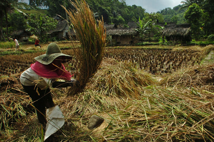 Kemudian, padi yang sudah dipanen tidak langsung ditumbuk. Padi tersebut kemudian dikumpulkan di ruang terbuka, kemudian para petani melakukan upacara ngaleseuhan yakni upacara pembacaan doa sebagai bentuk ucapan syukur kepada sang pencipta sebelum padi dinikmati oleh masyarakat.