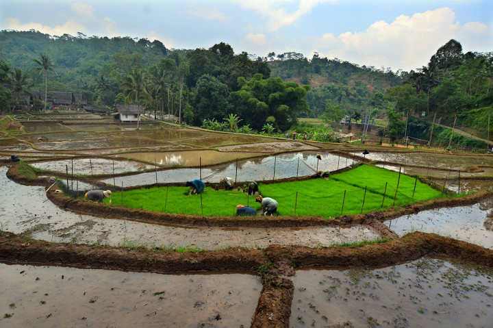 Segala tradisi panen yang dilakukan para petani Kampung adat Naga merupakan bentuk ungkapan syukur kepada sang pencipta. Bagi masyarakat Kampung Naga, padi diibaratkan sebagai perempuan. Seperti halnya perempuan hamil, sejak saat padi ditanam hingga waktu panen, ritual doa menjadi tradisi yang wajib dilakukan agar hasil panen dapat melimpah.