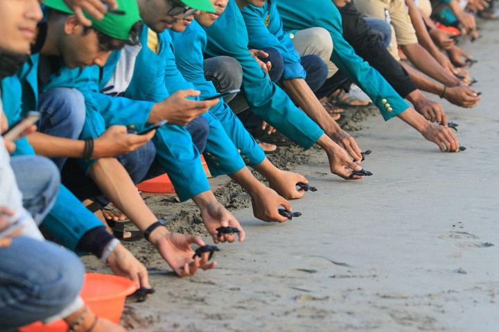 Sore itu sekitar 63 ekor anak penyu jenis lekang (Lepidochelys olivacea) dilepasliarkan. Satu persatu tukik berkejaran mencapai birunya air laut dan ditambah sapuan ombak yang berdatangan mempercepat bayi penyu yang mungil mencapai lautan lepas untuk memulai kehidupan baru.