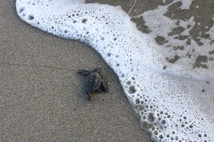 Ada dua jenis penyu yang sering dilepasliarkan yaitu penyu belimbing (Dermochelys coriacea) dan penyu lekang. Sejak awal 2012 sampai awal Januari 2019 para pegiat Konservasi Penyu Aroen Meubanja telah melepasliarkan 11.932 tukik lekang dan tukik belimbing kembali ke habitatnya.