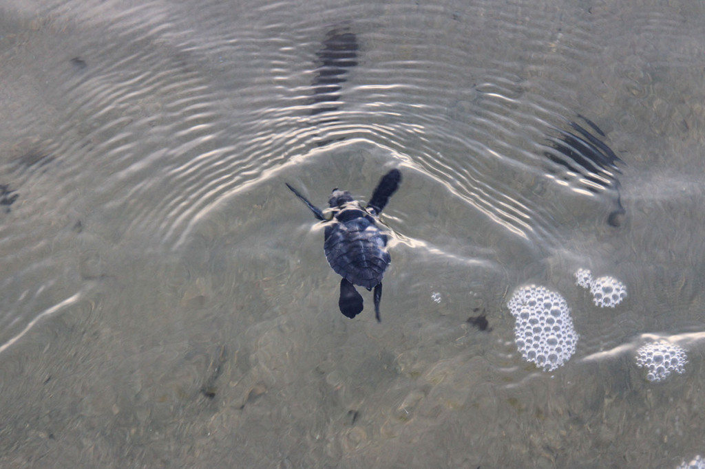 Keberadaan Konservasi Penyu Aroen Meubanja itu dapat menjadi harapan bagi generasi mendatang untuk dapat melihat langsung berbagai jenis spesies tukik di habitat aslinya di laut Indonesia.