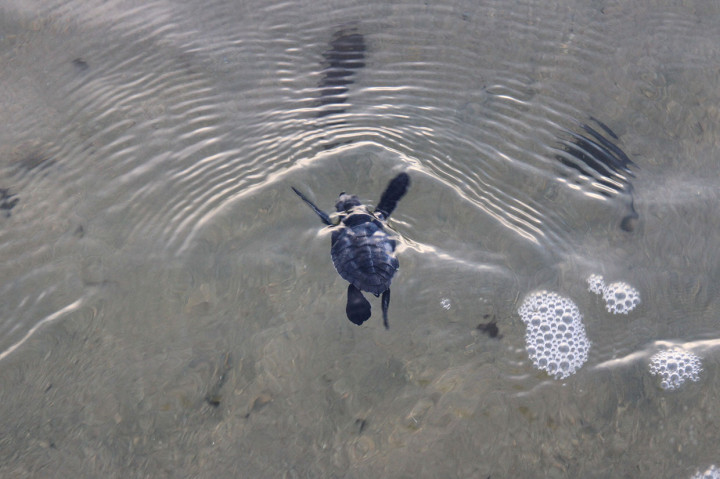 Keberadaan Konservasi Penyu Aroen Meubanja itu dapat menjadi harapan bagi generasi mendatang untuk dapat melihat langsung berbagai jenis spesies tukik di habitat aslinya di laut Indonesia.