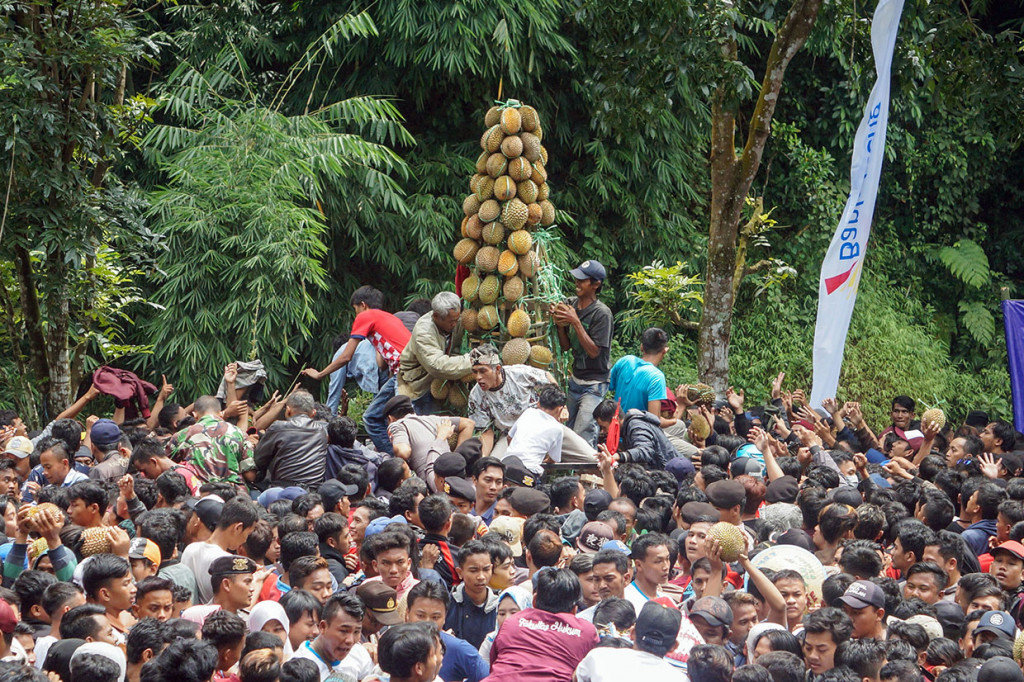 Sesampainya di lapangan desa, gunungan durian tersebut diperebutkan ribuan warga yang hadir.
