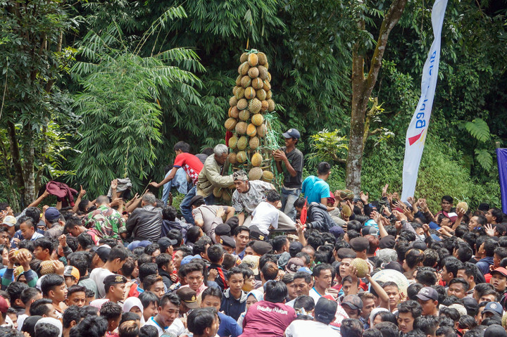 Sesampainya di lapangan desa, gunungan durian tersebut diperebutkan ribuan warga yang hadir.