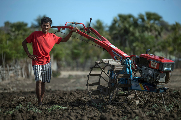 Octavianus Alexander Rajariwu tetap mengendalikan mesin traktor capung berwarna merah di atas lahannya di Desa Raekore. Teriknya sinar matahari yang menyengat dan keringat yang bercucuran tidak menghentikan pria yang akrab disapa Alex itu.