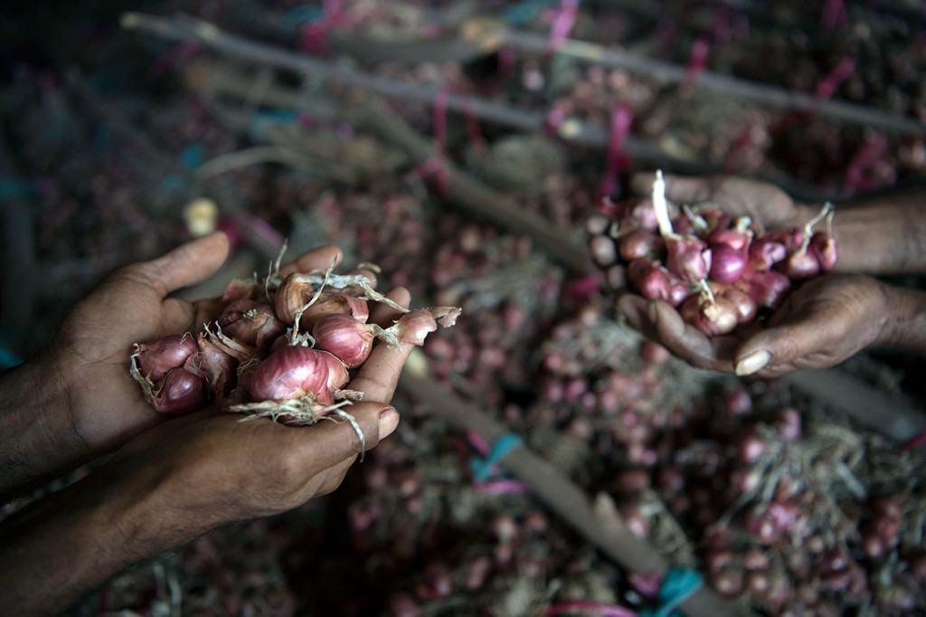 Alex justru gembira karena mesin berwarna merah itu bisa digunakan di atas lahan tanaman bawangnya. Sebelumnya mesin itu tidak bisa benar-benar berfungsi maksimal. Para petani bawang di desanya harus berpikir dua kali untuk membajak sawah. Selain harga BBM mahal, untuk mendapatkannya penuh perjuangan dengan jarak tempuh hingga 6 kilometer. 