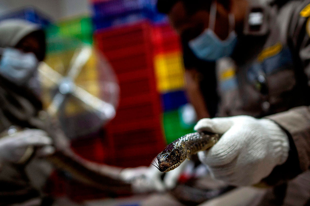 Petugas memeriksa ular Jali (Ptyas korros) hidup sebelum proses packing di salah satu perusahaan eksportir ular di Surabaya, Jawa Timur, Rabu, 13 Februari 2019. 