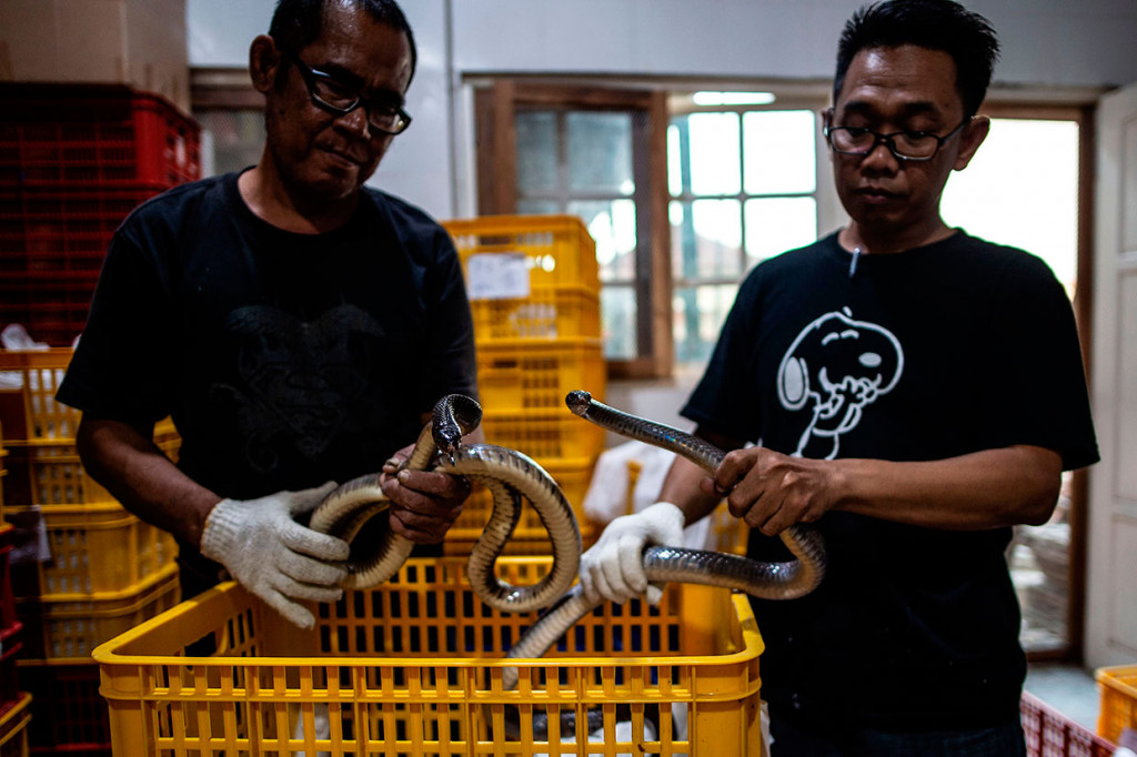 Sebanyak 800 ekor ular Jali hidup diperiksa oleh petugas Balai Besar Karantina Pertanian Surabaya untuk memastikan bebas dari e-coli dan salmonela sebelum diekspor ke Guangzhou, Tiongkok melalui jalur udara. 