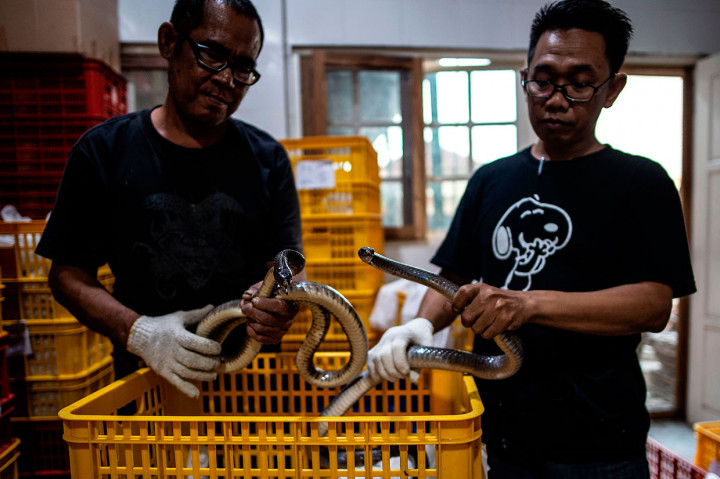 Sebanyak 800 ekor ular Jali hidup diperiksa oleh petugas Balai Besar Karantina Pertanian Surabaya untuk memastikan bebas dari e-coli dan salmonela sebelum diekspor ke Guangzhou, Tiongkok melalui jalur udara. 