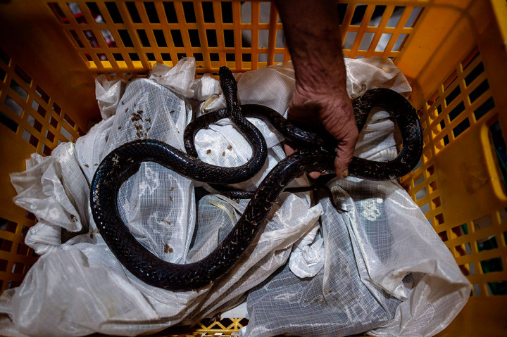 Sebanyak 70 ribu ular jali hidup diekspor ke Tiongkok setiap tahunnya. Ular merupakan salah satu hidangan favorit bagi warga Tiongkok.