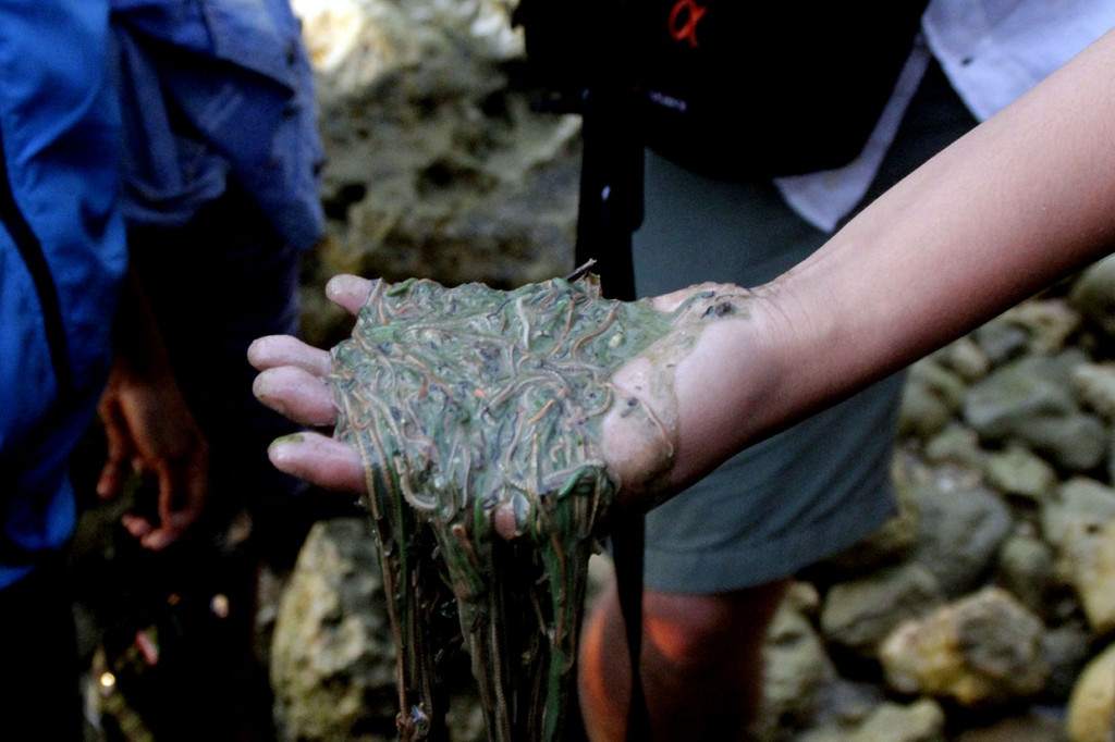 Warga menunjukkan nyale atau cacing laut yang ditangkapnya.