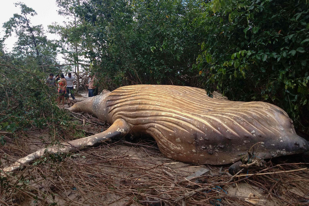 Seekor paus bungkuk ditemukan mati di tengah-tengah vegetasi Pantai Araruna di Soure, Pulau Marajo, di Brasil utara pada 22 Januari 2019.