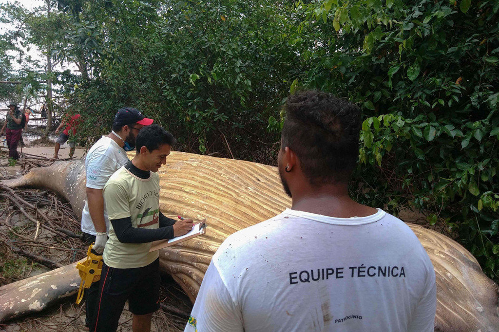 Diyakini paus itu telah mati di lautan dan kemudian terdampar ke daratan setelah terbawa gelombang pasang.