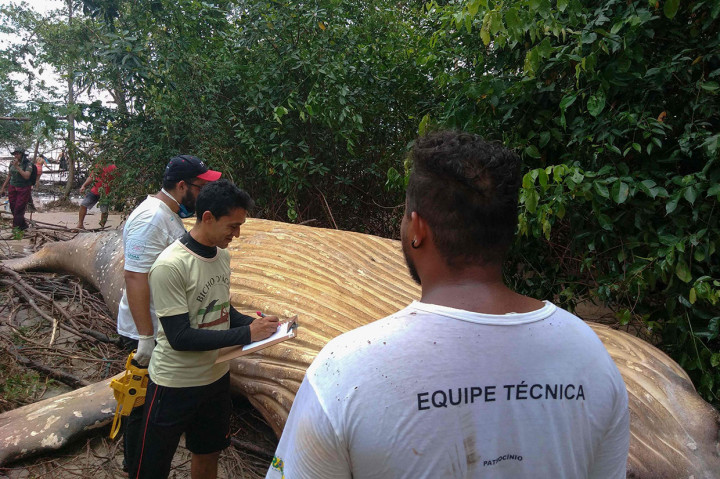 Diyakini paus itu telah mati di lautan dan kemudian terdampar ke daratan setelah terbawa gelombang pasang.