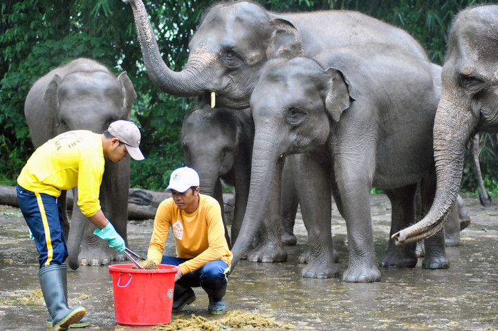 Petugas Taman Safari Indonesia (TSI) Bogor mengambil limbah kotoran gajah untuk dibuat kertas daur ulang Safari Poo Paper di TSI, Cisarua, Kabupaten Bogor, Jawa Barat, Jum'at, 1 Maret 2109.