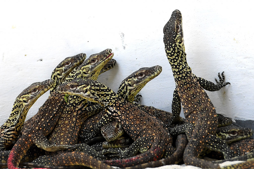 Sejumlah anakan komodo (Varanus komodoensis) berada dalam kandang di Kebun Binatang Surabaya (KBS), Surabaya, Jawa Timur, Selasa, 5 Maret 2019. 