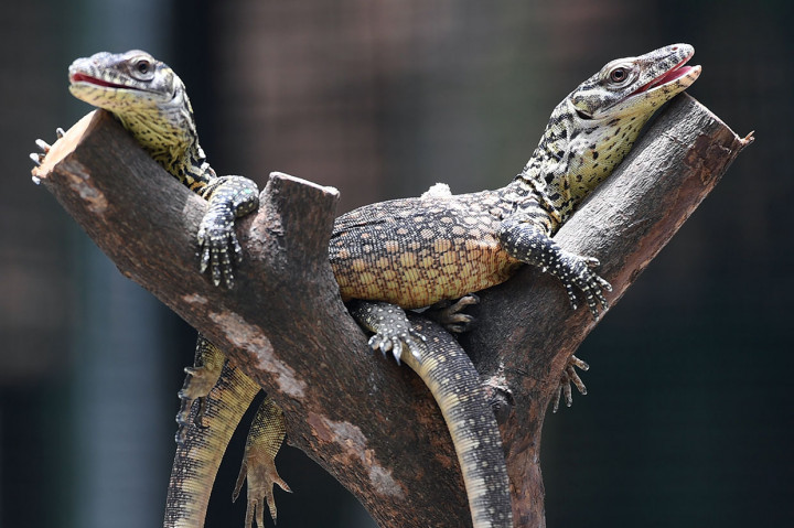 Sebanyak 74 anakan komodo tersebut lahir pada Januari sampai Februari 2019 yang berasal dari tujuh induk.