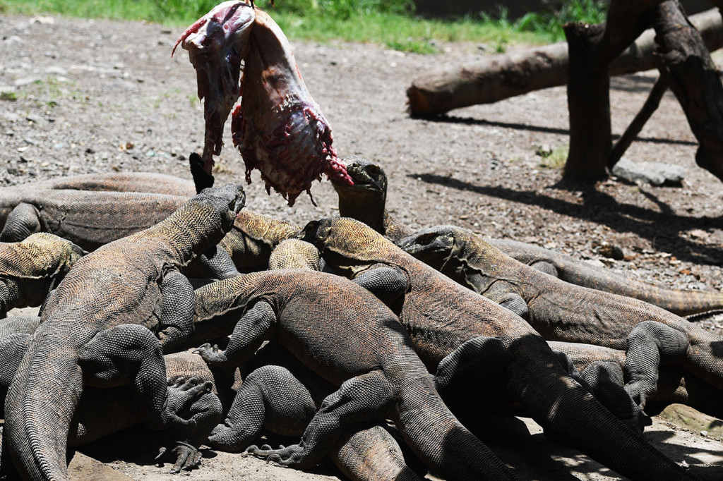 Kini koleksi komodo di KBS menjadi 142 ekor.