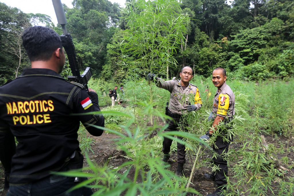 Kapolres Aceh Besar AKBP Ayi Satria Yuddha (tengah) dan Waka Polres Kompol Pradana Aditya Nugraha (kanan) mencabut pohon ganja siap panen di kawasan lembah Montasik, Aceh Besar, Aceh, Kamis, 14 Maret 2019.