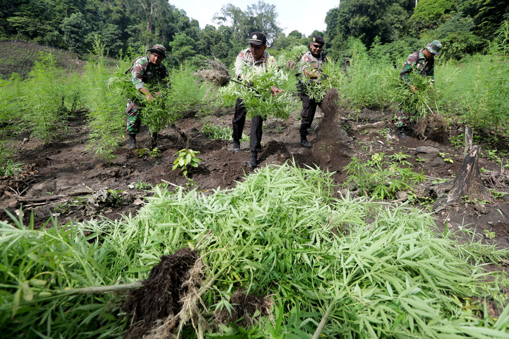 Tim gabungan Polres Aceh Besar, Kodim 0101/BS dan TNI AU Lanud Sultan Iskandar Muda, mencabuti ribuan batang ganja di areal lahan seluas sekitar lima hektar di kawasan hutan Desa Cot Sibate, Kecamatan Montasik, Aceh Besar. Tanaman ganja tersebut selanjutnya dimusnahkan dengan cara dibakar.