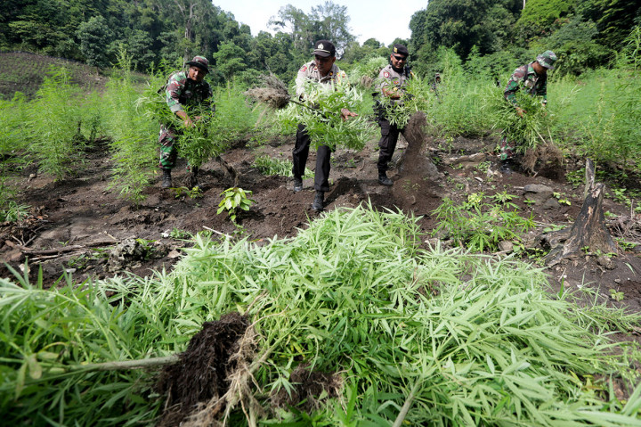 Tim gabungan Polres Aceh Besar, Kodim 0101/BS dan TNI AU Lanud Sultan Iskandar Muda, mencabuti ribuan batang ganja di areal lahan seluas sekitar lima hektar di kawasan hutan Desa Cot Sibate, Kecamatan Montasik, Aceh Besar. Tanaman ganja tersebut selanjutnya dimusnahkan dengan cara dibakar.