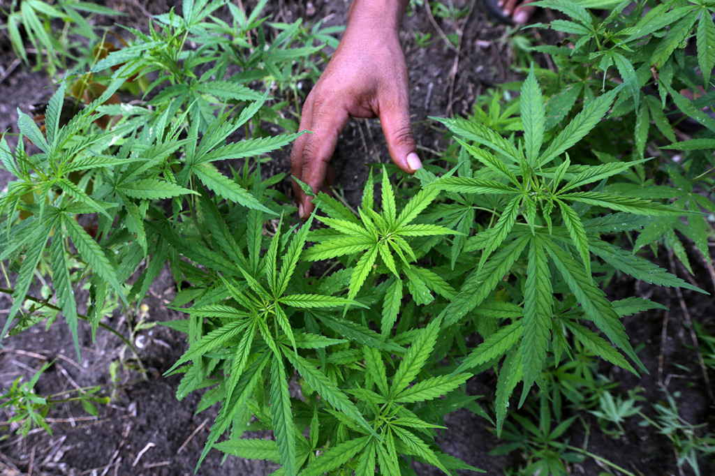 Ribuan batang ganja yang ditemukan di dua lokasi dengan luas lahan sekitar lima hektar tersebut diperkirakan baru berumur tiga bulan dengan tinggi sekitar 50-150 cm. Selama ini petugas kesulitan menemukan ladang ganja lantaran lokasinya jauh di tengah hutan dan medan yang sulit dijangkau.