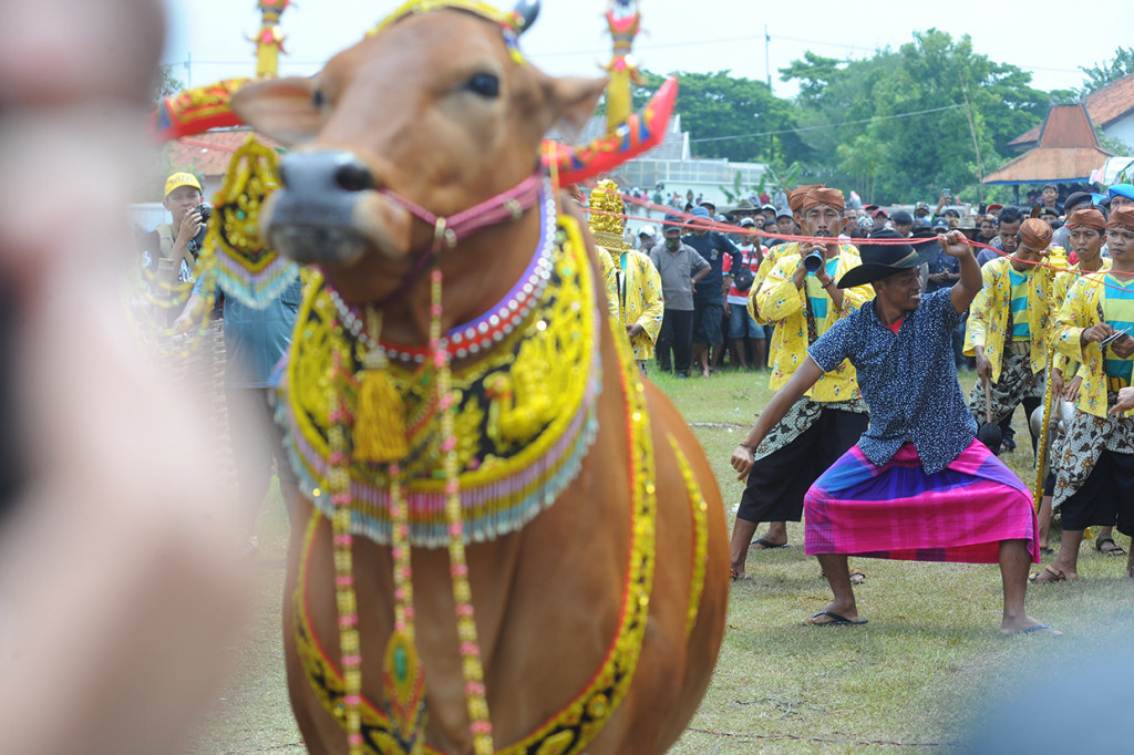 Pengendali menari ketika mengendalikan sapi sonok (hias) saat pembukaan Karapan Sapi Kapolda Cup 2019 di Stadion R. Soenarto Hadiwidjojo, Pamekasan, Jawa Timur.