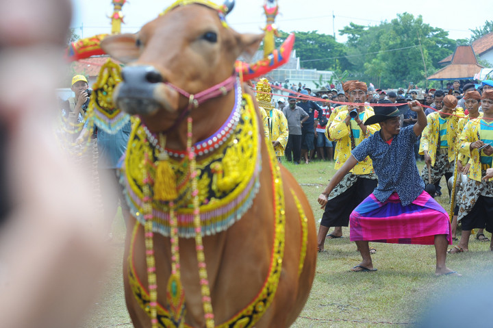 Pengendali menari ketika mengendalikan sapi sonok (hias) saat pembukaan Karapan Sapi Kapolda Cup 2019 di Stadion R. Soenarto Hadiwidjojo, Pamekasan, Jawa Timur.