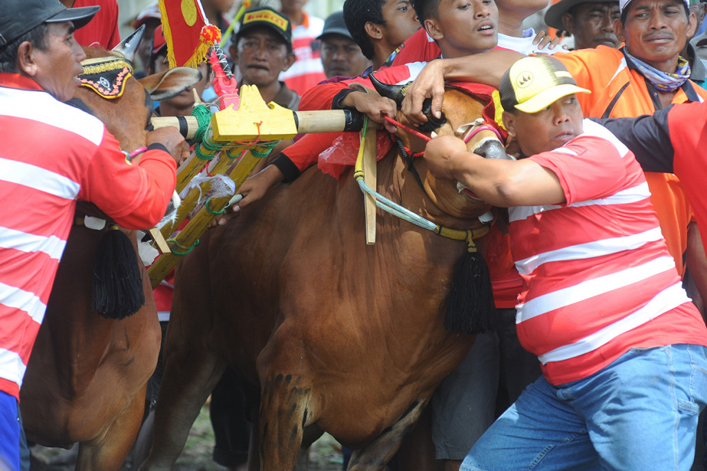 Karapan sapi Kapolda Cup yang direncanakan akan digelar tiap tahun itu diikuti 48 pasang sapi kerap se Madura.